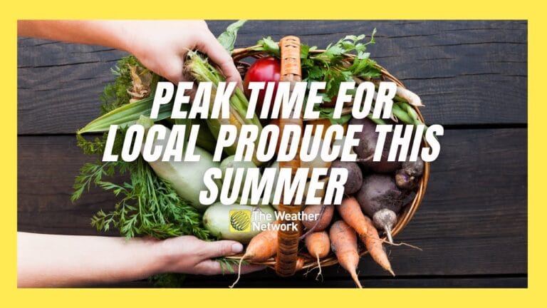 The Ultimate Guide to Timing Your Produce Purchases for Peak Freshness