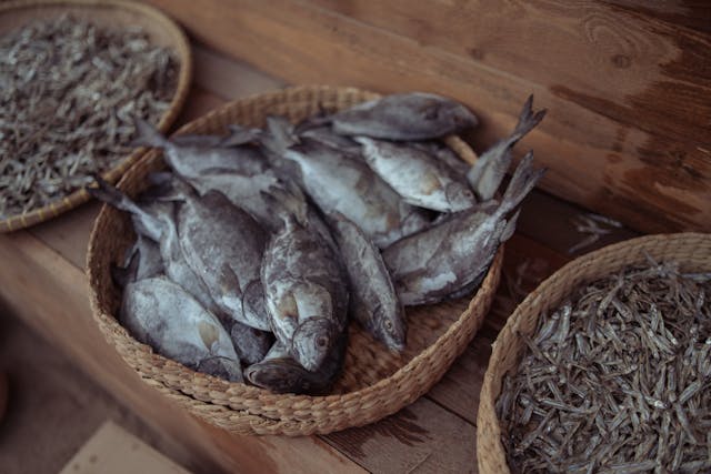 pexels-jdgromov-30688172 Scomberomorus cavalla Recall